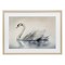 Stupell Industries Elegant Floating Swan Framed Print Under Glass, design by Sasha